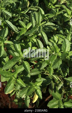 Plante médicinale ayurvédique nom scientifique ocimum kilimandscharicum, nom anglais camphre basilic Banque D'Images
