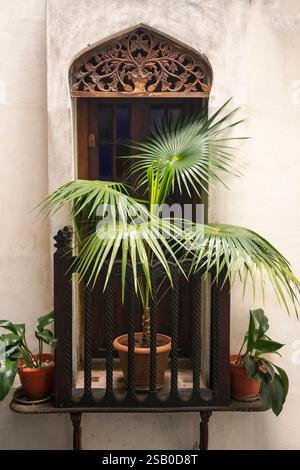Afrique Tanzanie, Zanzibar, Stonetown, vieille ville, Tharia Street, Emerson Spice Hôtel dans la vieille maison de commerçant, plante de palmier sur le balcon Banque D'Images