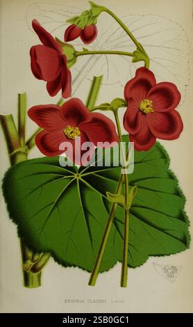 Belgique, horticole, Liége, botanique, horticulture, périodiques, plantes, Une représentation vibrante de Begonia Clarke, mettant en valeur ses fleurs rouges frappantes et ses feuilles vertes luxuriantes. L'arrangement floral comporte plusieurs fleurs avec des pétales délicats, chacun orné d'un amas central d'étamines jaunes, offrant un beau contraste avec la riche teinte rouge. Les feuilles affichent une texture brillante avec des veines proéminentes, ajoutant un élément de profondeur à la composition. Cette illustration capture les détails complexes et la beauté naturelle de l'espèce Begonia, soulignant son attrait ornemental. Banque D'Images
