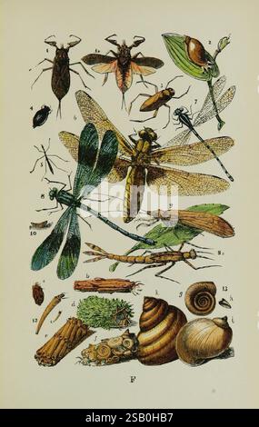 Le, commun, objets, de, le, Country, London, George, Routledge et sons, 1894, zoologie, Une illustration détaillée présentant une variété d'insectes et de petites créatures. L'arrangement comprend plusieurs espèces distinctes, y compris : 1. Un assortiment de coléoptères, avec différentes tailles et formes. 2. Différents types de guêpes ou de mouches, mis en évidence par leurs formes complexes d'ailes et de structures corporelles. 3. Une libellule, affichant une coloration vive avec un accent sur son corps allongé et ses ailes expansives. 4. Diverses formes de larves et de nymphes, en mettant l'accent sur les stades de vie de ces insectes. 5. Une sélection de sn Banque D'Images