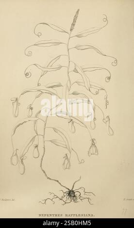 Le fleuriste et le jardin divers. Londres, Chapman et Hall, 1850-1851. Jardinage de fleurs, jardinage, Grande-Bretagne, périodiques, Une illustration détaillée de la Nepenthes rajaeflesiana, une plante carnivore connue pour ses feuilles distinctives en forme de pichet. La plante est représentée avec une grande tige ornée de vrilles en spirale et de multiples pichets suspendus, qui servent de pièges pour les proies sans méfiance. Les racines sont montrées émergeant du sol, soulignant la structure unique de la plante. La composition globale souligne le design élégant et complexe de cette espèce fascinante, mettant en valeur les deux Banque D'Images