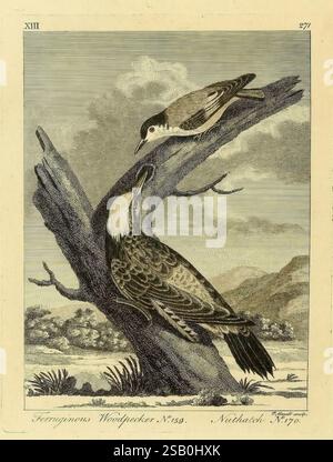 Arctique, zoologie, Londres, imprimé par Henry Hughs, 1784-1785, oiseaux, animaux, Amérique du Nord, zoologie, régions arctiques, Une représentation de deux espèces d'oiseaux distinctes perchées sur une branche d'arbre, mettant en valeur leurs caractéristiques uniques. L'oiseau supérieur, avec un plumage plus léger et une posture délicate, contraste avec l'aspect robuste de l'oiseau inférieur, qui présente des motifs complexes sur ses plumes. La scène capture un sentiment de tranquillité dans un cadre naturel, avec un paysage de montagnes et de feuillage en arrière-plan, mettant en valeur l’habitat des oiseaux. L'illustration détaillée souligne la beauté naturelle Banque D'Images