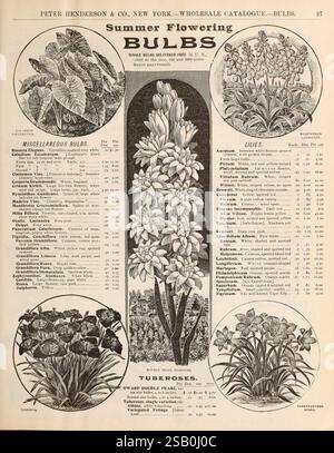 Vente en gros, prix, liste, de, articles requis, pour les fleuristes, et, marché, jardiniers, New York, la compagnie, fleurs, New York, légumes, graines, bulbes, État de New York, catalogues, tuberoses, tigridia, pépinière, stock, pépinières, horticulture, semences, industrie, et, commerce, jardin, histoires, in, Bloom, Henderson, Peter, Co, Stumpf, Walter, Co, New York, NY une page de catalogue vintage présentant une gamme de bulbes à fleurs d'été avec des illustrations et des descriptions détaillées. La disposition comprend divers types de bulbes tels que les tuberoses et les lis, accompagnés de leurs noms botaniques et des informations sur les soins. Décoratif b Banque D'Images