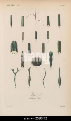 Cette illustration présente une variété de cactus et de plantes succulentes, chacune méticuleusement étiquetée et agencée pour référence. La composition présente de multiples types de structures végétales, y compris des tiges, des coussinets et des épines, mettant en évidence leurs formes et caractéristiques distinctes. Les étiquettes numériques à côté de chaque spécimen fournissent un moyen systématique d'identifier et d'étudier les différentes composantes de ces plantes désertiques. La représentation détaillée souligne à la fois la diversité et les détails complexes trouvés dans les cactus, servant de ressource précieuse pour l'étude botanique ou l'identification des plantes. Banque D'Images