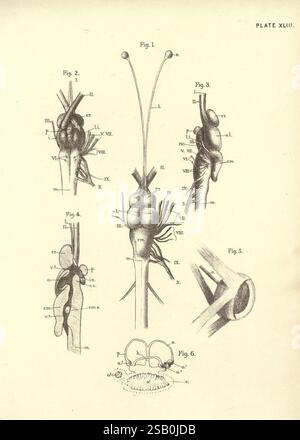 Illustrations, de, zoologie : invertébrés, et, vertébrés, Édimbourg, Y.J. Pentland, 1889, zoologie, œuvres picturales., cette illustration présente divers diagrammes anatomiques détaillés du système nerveux humain, présentant différentes structures et composants. Chaque figure étiquetée met en évidence des parties spécifiques, y compris le cerveau et les connexions nerveuses. Le diagramme souligne la complexité du système nerveux, avec des annotations indiquant des caractéristiques clés telles que le cerveau, le cervelet et diverses racines nerveuses. Cette représentation éducative sert à améliorer la compréhension de l'anatomie humaine et de l'intr Banque D'Images