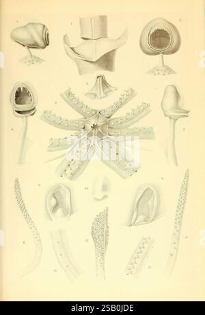 Atlas des céphalopodes, 1975. Cephalopoda, Chiroteuthis imperator Doratopsis exophtalmica, Planctoteuthis exophtalmica, taxonomie binomiale, Doratopsis lippula, Planctoteuthis lippula, Doratopsis sagitta, Grimalditeuthis bonplandi, cette illustration présente diverses structures anatomiques et caractéristiques fonctionnelles des organismes marins, en se concentrant probablement sur les céphalopodes tels que les pieuvres et les calmars. L'image affiche une série de diagrammes étiquetés, mettant en évidence divers attributs tels que les ventouses, les becs et d'autres appendices spécialisés. Chaque section numérotée met l'accent sur les détails complexes de ces caractéristiques Banque D'Images