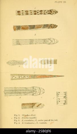 Serpents indiens, Madras, Higginbotham, 1874, Chine, Inde, serpents, Asie du Sud, Oligodon taeniolatus, Oligodon arnensis, Oligodon cruentatus, Oligodon formosanus, taxonomie : sous-ordre = Serpentes, Journée mondiale du serpent, illustration détaillée présentant diverses espèces de serpents, disposées méthodiquement à des fins éducatives. Les figures mettent en évidence les caractéristiques distinctes de chaque serpent, y compris les motifs, les textures et les structures anatomiques. La première figure, étiquetée « Oligodon ellioti », affiche un corps élancé avec une coloration unique. Le deuxième chiffre représente « Sinonatrix rutilans », mettant en valeur sa characte Banque D'Images