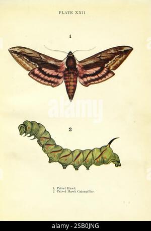 Butterflies and, London & Edinburgh, T.C. & E.C. Jack [1910], Butterflies, janet harvey kelman, janet harvey kelman, 1, 1, femmes en science, sphinx ligustri, faucon privé, représentant deux étapes du Privet Hawk Moth, la première illustration montre le papillon adulte affichant ses ailes vibrantes, orné de motifs complexes de teintes marron et rose. Les grandes ailes sont largement étendues, mettant en valeur les marques distinctives qui caractérisent cette espèce. Ci-dessous, la deuxième illustration présente la chenille Privet Hawk, rendue en vert vif avec de subtiles notes de coloration qui imitent l'appe Banque D'Images