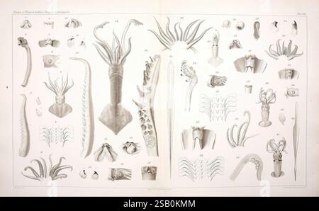 Moi, Cefalopodi, viventi, nel, Golfo, di, Napoli, (sistematica), Berlin, R, Friedländer, &, Sohn, 1896 ans, céphalopode, mollusques, Naples, baie, of, Italie, calmar, Verany's, Sicula, Ancistroteuthis, lichtensteini, Teleoteuthis, krohnii, Teleoteuthis, caribbaea, monstres, sont, réel, Comingio, Merculiano, invertébrés, zoologie, Giuseppe, Jatta Banque D'Images