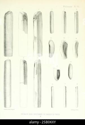 Description des animaux sans vertèbres découverts dans le bassin de Paris, Paris, Ballière et fils, 1860, paléontologie, mollusques, fossile, bassin de Paris, France Banque D'Images