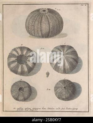 Jacobi Theodori Klein, secret. reip. gedan. Et Societ. Régl. Lond. SOD. Naturalis dispositio Echinodermatum, Gedani, Typis Thom. Joh. Schreiberi, Senatus et Athenaei Typog, 1734, Echinodermata Banque D'Images