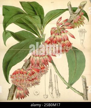 Curtis's Botanical Magazine Londres New York Botanical illustration botanique périodiques œuvres picturales plantes ornementales Curtis Banque D'Images