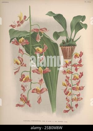 Lindenia, Bruxelles, L. Linden, 1891-[1897?], Orchidaceae, périodiques, œuvres illustrées Banque D'Images