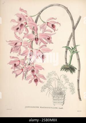 Pescatorea, Bruxelles, M. Hayez, 1860, Orchidaceae Banque D'Images