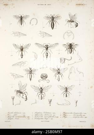 Historia Fisica y Politica de Chile Segun Documentos Adquiridos en ESTA Republica Durante Doce Años de Residencia en Ella y Publicada Bajo Los Auspicios Del Supremo Gobierno Paris Chile en El Museo de Historia Natural de Santiago en Casa Del Autor 1844-71 Chili plantes histoire naturelle Agriculture Zoologie sources politique et gouvernement Banque D'Images