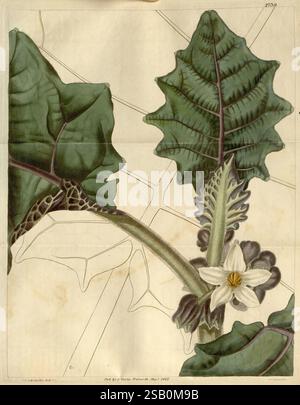 Curtis's Botanical Magazine, Londres, New York, botanique, périodiques, oeuvres picturales, Curtis Banque D'Images