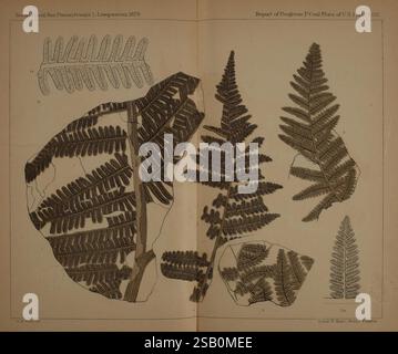 Description de la flore charbonnière de la formation carbonifère en Pennsylvanie et à travers les États-Unis Harrisburg, Board of Commissioners for the second Geological Survey, 1879-84 plants, Pennsylvanie, botanique, fossiles, Carbonifère, paléobotanie, histoires de fossiles Banque D'Images
