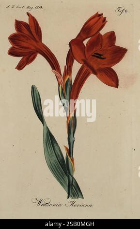 Fortsetzung des Allgemeinen teutschen Garten-Magazins, Weimar, Im Verlage des Landes-industrie-comptoirs, 1815-1824, jardinage, Allemagne, horticulture, périodiques Banque D'Images