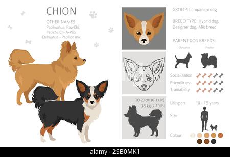 Chion clipart. Chihuahua papillon mix. Différentes couleurs de manteau. Illustration vectorielle Illustration de Vecteur