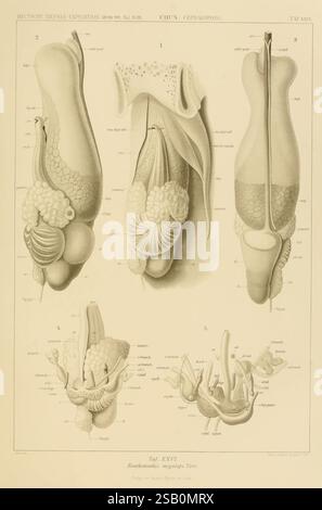 Die Cephalopoden, BD 18, T. 1 Atlas, Iena, G. Fischer, 1910-1915, Woodshole, Cephalopoda, Valdivia Ship, Valdivia expédition 1898-1899 Banque D'Images