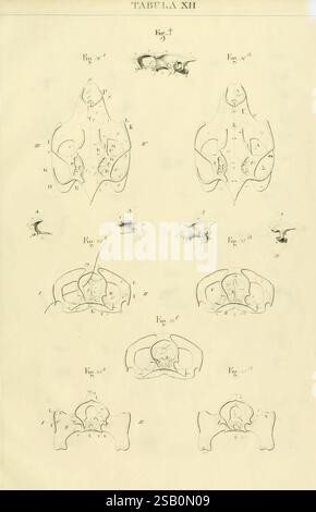 Anatome testudinis Europaeae, Vilnae, Impensis auctoris, typis Josephi Zawadzki, 1819-1821, tortues, anatomie Banque D'Images
