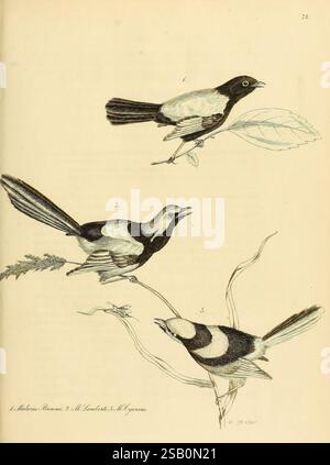 Illustrations d'ornithologie, Dublin, Longman, Rees, Orme, Brown, & Green, et S. Highley, 1826-1835. Oiseaux, Malurus cyaneus, superbe fée, œuvres picturales, Malurus splendens, fée à dos rouge, Malurus melanocephalus, splendide fée, collection et conservation, composés d'arsenic Banque D'Images