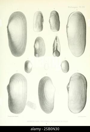 Description des animaux sans vertèbres découverts dans le bassin de Paris, Paris, Ballière et fils, 1860, paléontologie, mollusques, fossile, bassin de Paris, France Banque D'Images