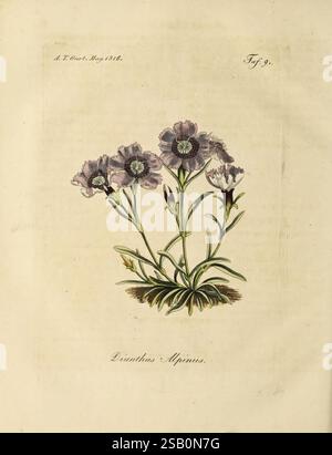 Fortsetzung des Allgemeinen teutschen Garten-Magazins Weimar Im Verlage des Landes-industrie-comptoirs 1815-1824 jardinage Allemagne périodiques horticoles Banque D'Images