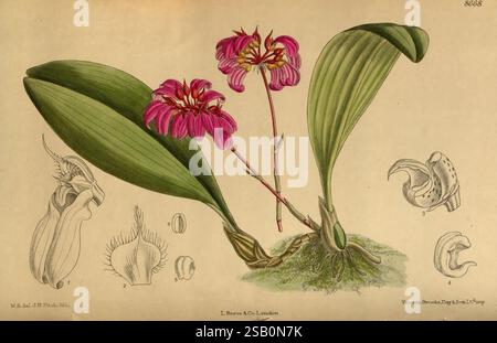 Curtis's Botanical Magazine, Londres, New York, illustration botanique, botanique, périodiques, œuvres picturales, plantes ornementales, Curtis Banque D'Images