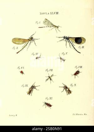 Iacobi Christiani Schaefferi s.s. theologiae et philosophiae doctoris icones insectorum circa Ratisbonam indigenorum, Ratisbonae, Typis Breitfeldianis, MDCCLXXIX [1766-1779], Allemagne, insectes, œuvres picturales, Ratisbonne Banque D'Images