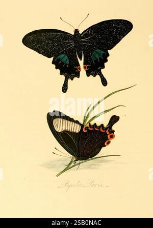 Histoire naturelle des insectes de Chine, 1842, Chine, insectes, arthropodes, arthropode Banque D'Images