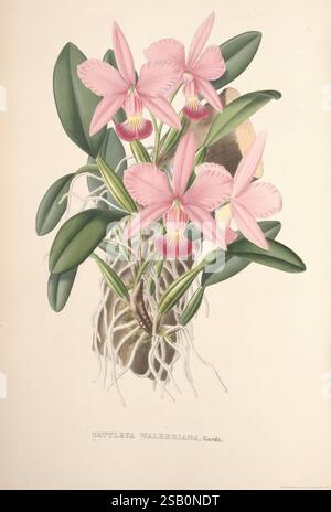 Pescatorea, Bruxelles, M. Hayez, 1860, Orchidaceae Banque D'Images