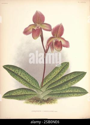 Lindenia, Bruxelles, L. Linden, 1891-[1897?], Orchidaceae, périodiques, œuvres picturales Banque D'Images