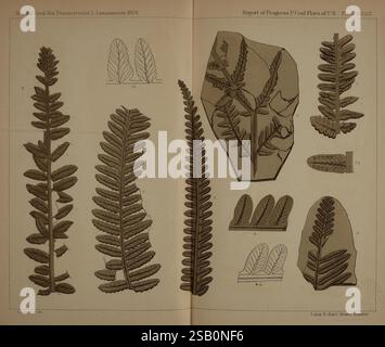 Description, de, le, charbon, flore, de, le, Carbonifère, formation, dans, Pennsylvanie, et, partout, le, United, États-Unis, Harrisburg, Conseil, de, commissaires, pour la deuxième étude géologique, 1879-84, plantes, Pennsylvanie, botanique, fossiles, Carbonifère, paléobotanie, fossile, histoires Banque D'Images