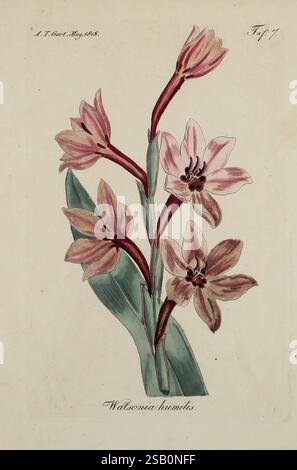 Fortsetzung des Allgemeinen teutschen Garten-Magazins, Weimar, Im Verlage des Landes-industrie-comptoirs, 1815-1824, jardinage, Allemagne, horticulture, périodiques Banque D'Images