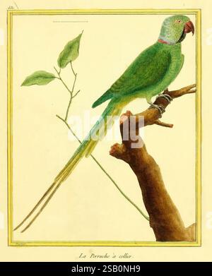 Planches enluminées d'histoire naturelle Paris œuvres picturales zoologie oiseaux Banque D'Images