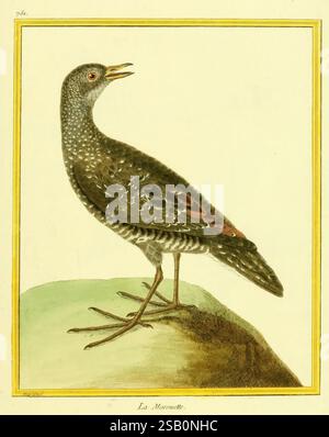Planches enluminées d'histoire naturelle Paris œuvres picturales zoologie des oiseaux Banque D'Images