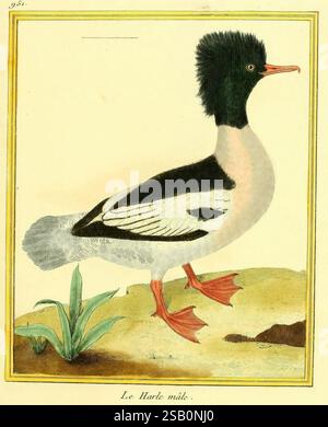 Planches enluminées d'histoire naturelle, Paris ?, s.n, 1765-1783?, oiseaux, œuvres picturales, zoologie Banque D'Images