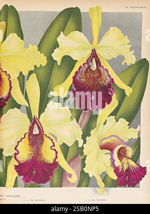 Lindenia, Gand [Belgique], Impr. F. Meyer-van Loo, 1885-1906, classification, guides, nomenclature, nomenclature populaire, Orchidaceae, orchidées, œuvres picturales, terminologie Banque D'Images