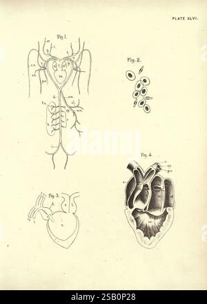 Illustrations de zoologie : invertébrés & vertébrés, Édimbourg, Y.J. Pentland, 1889, zoologie, œuvres picturales Banque D'Images