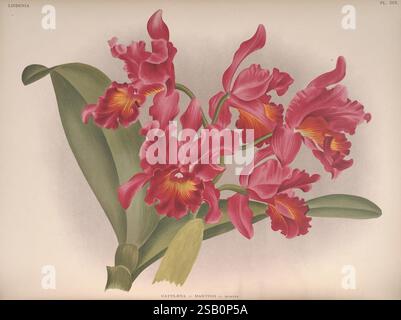 Lindenia, Bruxelles, L. Linden, 1891-[1897?], Orchidaceae, périodiques, œuvres illustrées Banque D'Images