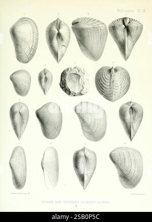 Description des animaux sans vertèbres découverts dans le bassin de Paris, Paris, Ballière et fils, 1860. Paléontologie, mollusques, fossile, bassin de Paris, France Banque D'Images