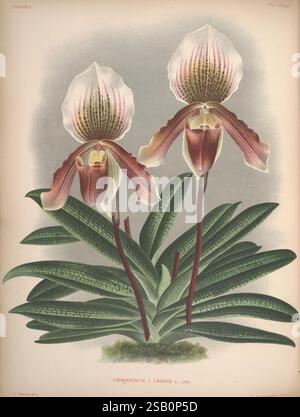 Lindenia, Bruxelles, L. Linden, 1891-[1897?], Orchidaceae, périodiques, œuvres picturales, Cypripedium leonae, fleurs, orchidées, botanique, Alphonse Goossens, Jean Jules Linden, Lucien Linden, Emrodigas Banque D'Images