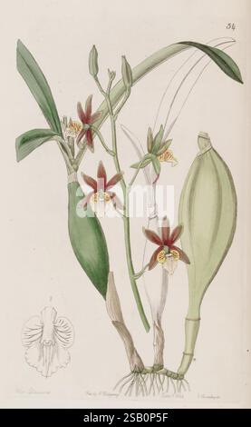 Edwards's Botanical Register London James Ridgway 1829-1847 1829 19ème siècle botanique gravure sur cuivre Angleterre médias graphiques Grande-Bretagne main icones périodiques œuvres picturales introduction des plantes ornementales Sarah Ann Drake 2 femmes dans la science Banque D'Images
