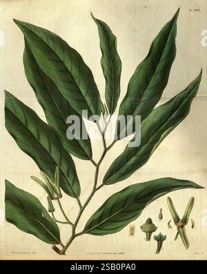 Curtis's Botanical magazine, Londres, New York, illustration botanique, botanique, périodiques, œuvres picturales, plantes ornementales, Curtis Banque D'Images