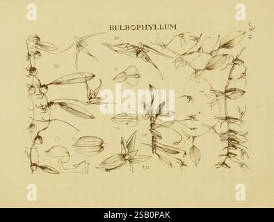 Orchidaceae, 1905-22, Monocotyledoneae, Orchidaceae, orchidées, blanche Ames, Ames, les femmes en science Banque D'Images