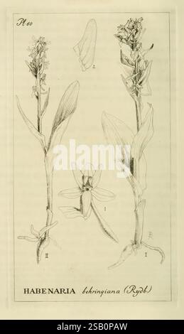 Orchidaceae, 1905-22, Monocotyledoneae, Orchidaceae, orchidées, blanche Ames, femmes en science Banque D'Images