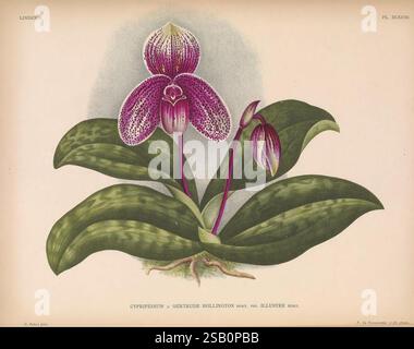 Lindenia Gand [Belgique] impr. F. Meyer-van Loo 1885-1906 guides de classification identification nomenclature nomenclature populaire Orchidaceae orchidées œuvres picturales terminologie fleurs tiges feuilles Banque D'Images