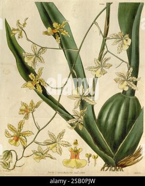 Curtis's Botanical Magazine Londres New York Botany périodiques Pictorial Works Curtis Banque D'Images