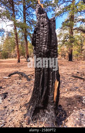 Une grosse souche d'arbre avec une écorce noircie et un tronc brûlé. Le moignon est entouré d'un champ d'herbe brune Banque D'Images